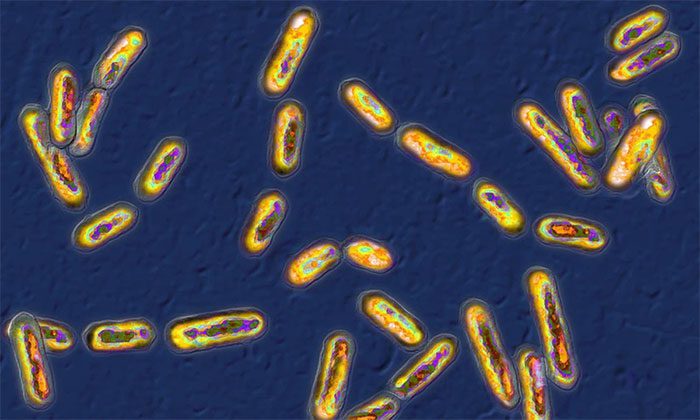 Clostridium difficile bacteria found in airborne dust particles