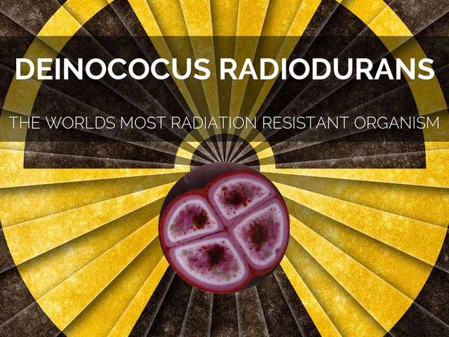 The bacterium Deinococcus radiodurans can restore its shattered genome into thousands of pieces