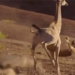 video flying humanoid high altitude giraffe personalized signature day 117705