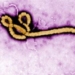 virus ebola1