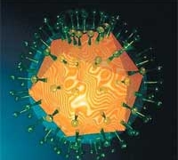 virus herpes