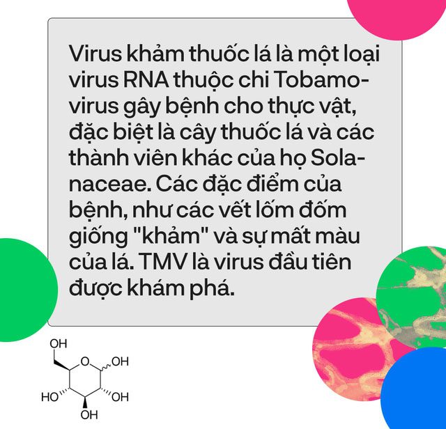 virus kham thuoc la