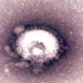 virus VSDT