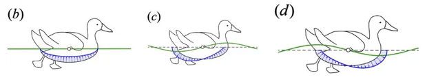 Force diagram of ducks on calm water, with the same wavelength but different phases