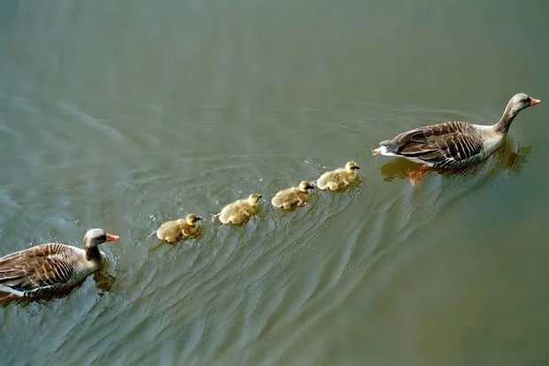 This swimming mechanism helps smaller ducks follow larger ones without exhaustion or obstruction.