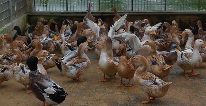 This breed of duck can live in saline and brackish water environments.