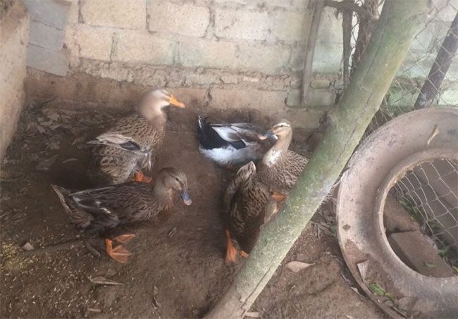 Trac Nhat duck has short legs and distinctive feather color.