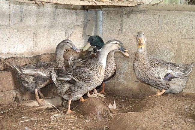 Trac Nhat duck breed