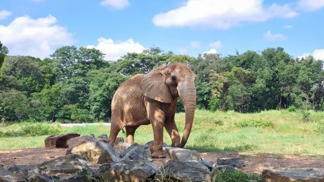 Before coming to the zoo, Charlie performed in a circus.