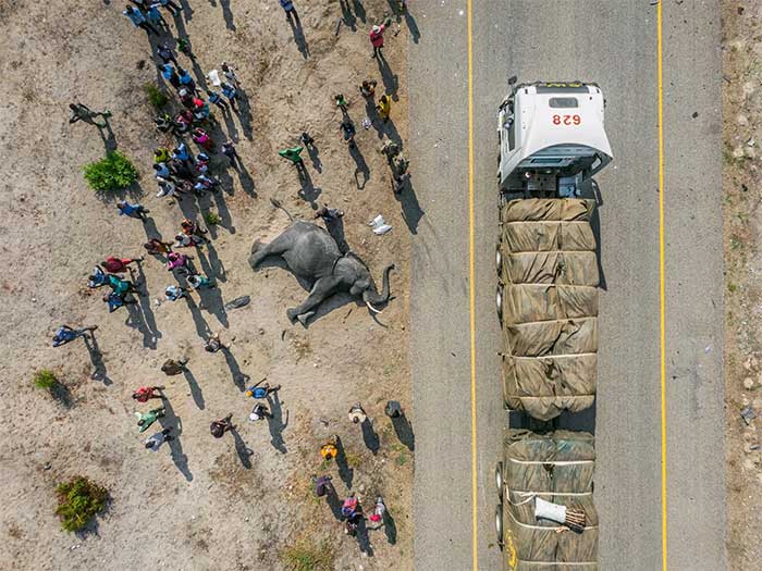 Elephant Accident