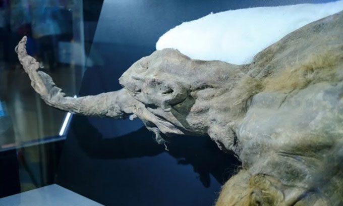 Yuka the mammoth may have been killed by a cave lion and butchered by prehistoric humans