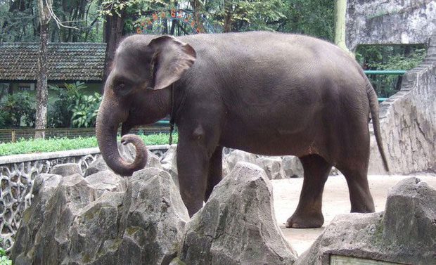 Sumatran Elephant