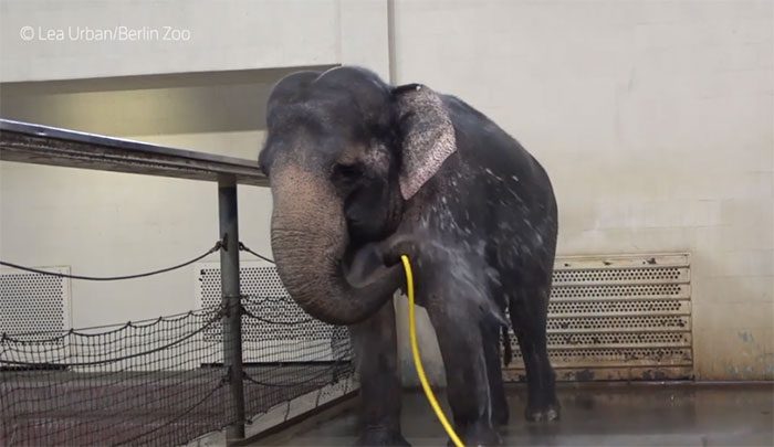 Mary holds the hose behind her head to use it like an overhead shower