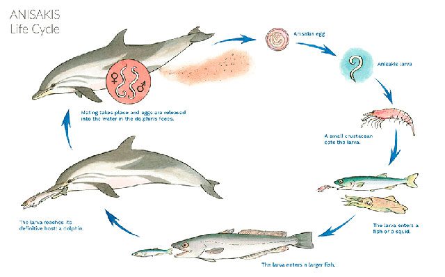 The life cycle of marine worms.