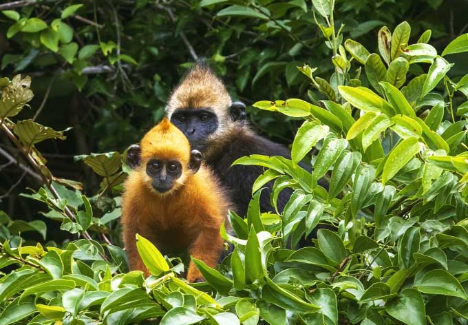 An adult Cat Ba langur and a juvenile.