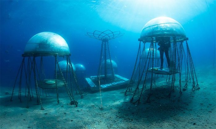 The underwater farm also attracts various marine life, such as fish.