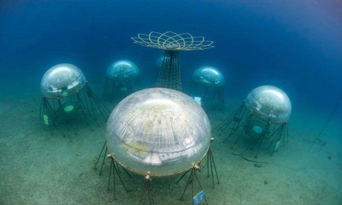 Growing Vegetables in Underwater Greenhouse