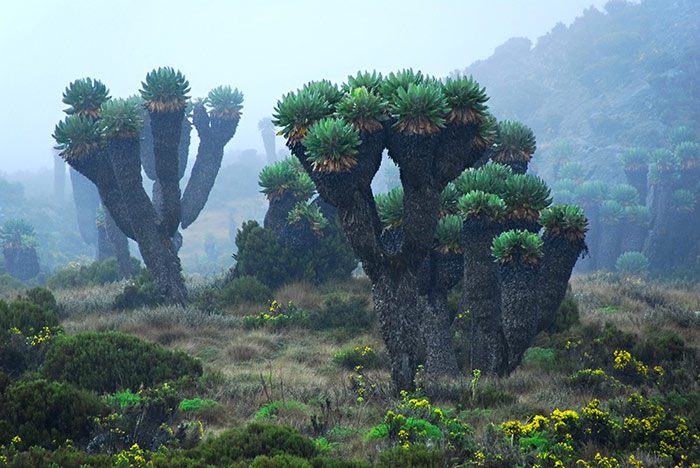 Diverse vegetation changes with altitude in Mount Kenya National Park