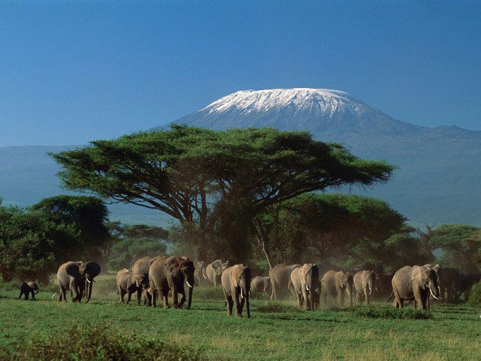 Mount Kenya National Park is home to numerous wildlife species