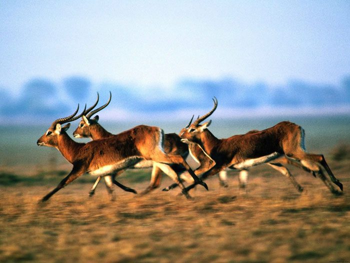 The evolution and development of the ecosystem and the flora and fauna at Mount Kenya National Park is a notable example of the adaptation processes of species over millions of years.