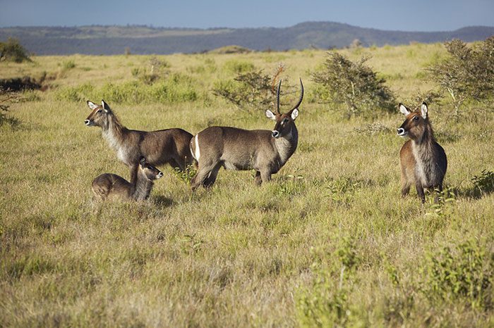 UNESCO recognized Mount Kenya National Park as a World Natural Heritage Site in 1997.