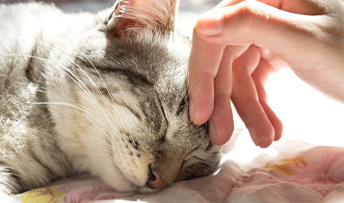 Petting a cat creates static electricity