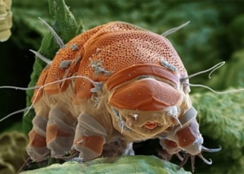 water bear species can withstand 1 000 times human pressure 137716