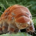 water bear species can withstand 1 000 times human pressure 137716