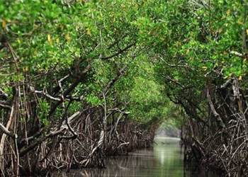 we are about to understand the language of the tree 136962