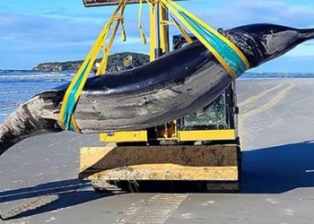 whale encountered rarely in the world stranded on new zealand coast 135562