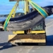 whale encountered rarely in the world stranded on new zealand coast 135562