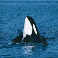 whale cavoixanh