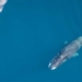 whales separated by almost 100km beat in sync 137193