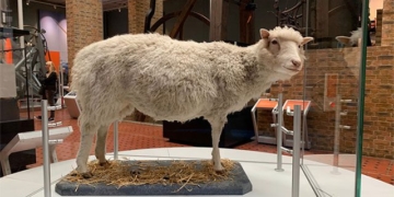 what happened to dolly the sheep and its clones 130311
