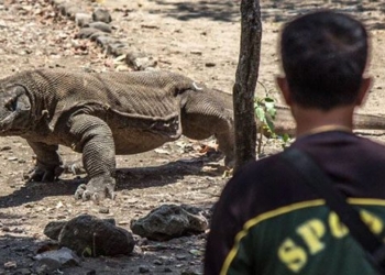 what happens if a person is bitten by a komodo dragon 129322