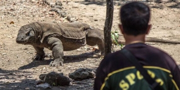 what happens if a person is bitten by a komodo dragon 129322