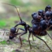 what happens if the ant species is the same size as the elephant 137803