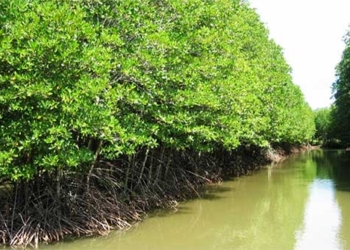 what is mangrove ecosystem mangroves in vietnam 100459