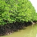 what is mangrove ecosystem mangroves in vietnam 100459