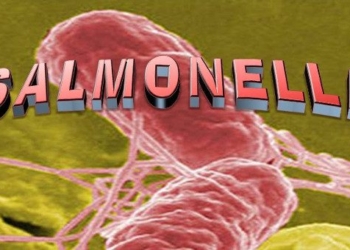 what is salmonella infection 72541