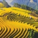 what is terraced rice field where are terraced rice fields commonly found 122819