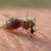 what is the unique mosquito helping police solve a complex case and unexpectedly identifying the perpetrator 138003