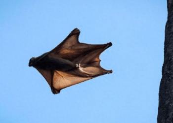 when flying creatures are mysterious in the tropical forest like bats but not bats that can fly without wings 136917