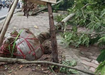 when in the tree is it necessary to remove the layer of bark 63363