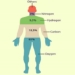 which chemical elements are in the human body 112376