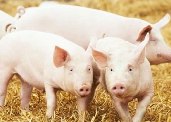 why americans dont like eating pork but they are one of the largest pork producing countries 136709