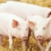 why americans dont like eating pork but they are one of the largest pork producing countries 136709