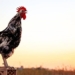 why chickens always crow at dawn every day 130047