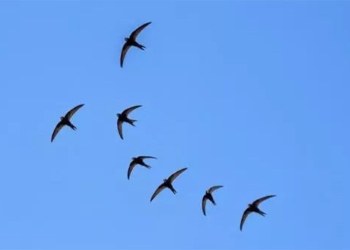 why do birds migrate not stay in the south but have to fly back north when the cold season ends 122809