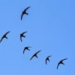 why do birds migrate not stay in the south but have to fly back north when the cold season ends 122809